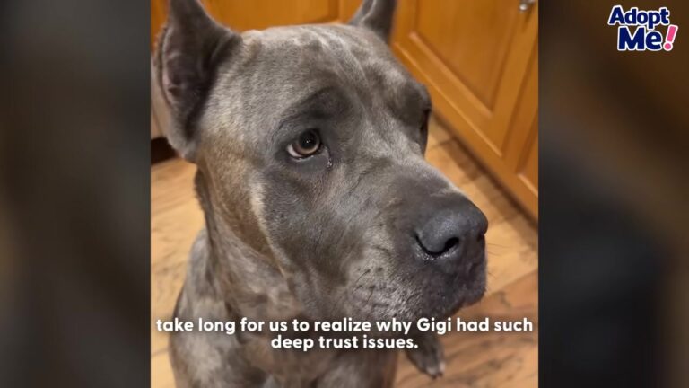 Frightened Dog Struggles To Trust People While Facing An Urgent Shelter Deadline In California