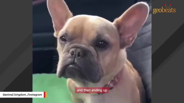 Terrified Pregnant Dog Was Dumped At California Shelter While In Labor And Left In A Loud Unfamiliar Kennel