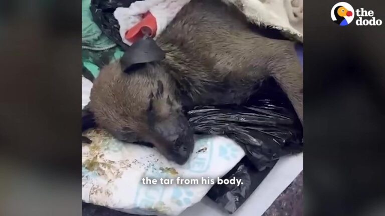 Texas Dog Was Covered In Tar And Losing Hope, But Rescuers Refused To Give Up