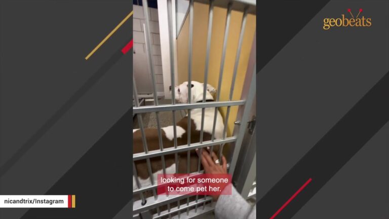Woman Visits A Crowded New Jersey Shelter And Notices One Dog Doing Exactly What Her Old Dog Did