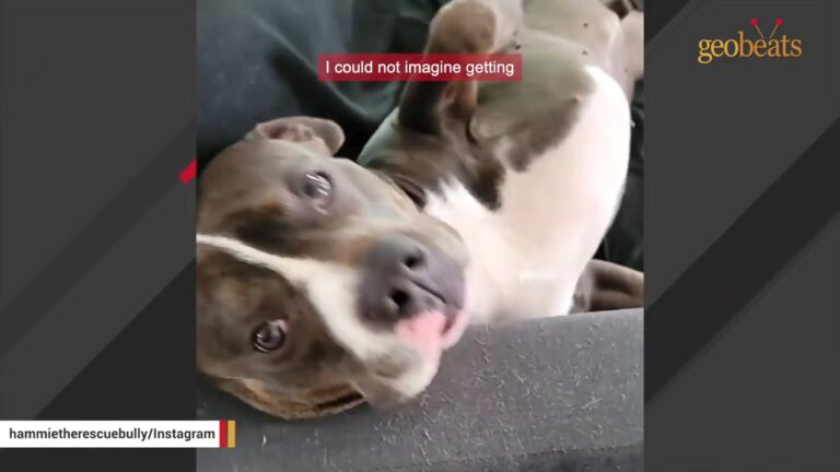 Georgia Dog Chased The Car That Dumped Him Until A Woman Noticed Something That Made Her Stop