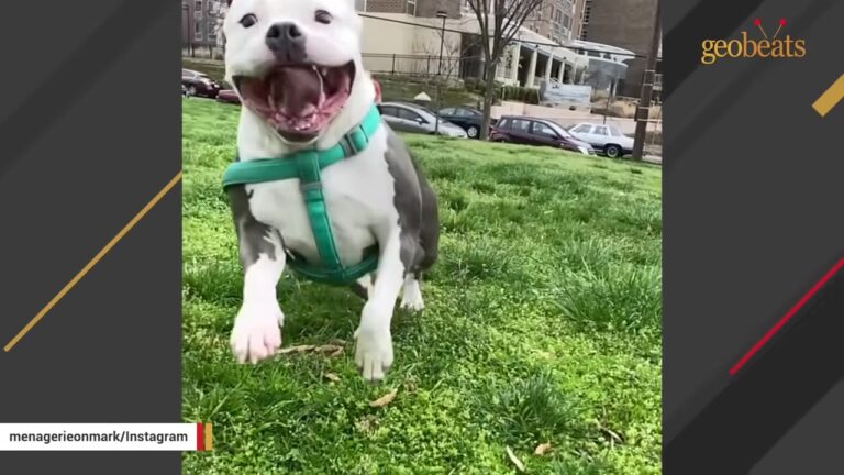 This Dog Was Dumped Beside A Virginia Highway After Years Of Being Treated Like She Did Not Matter