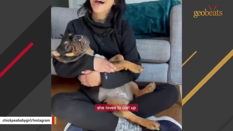 Georgia Dog Struggled With Stairs For Nearly A Year Before Her Mom Learned What Was Really Going On