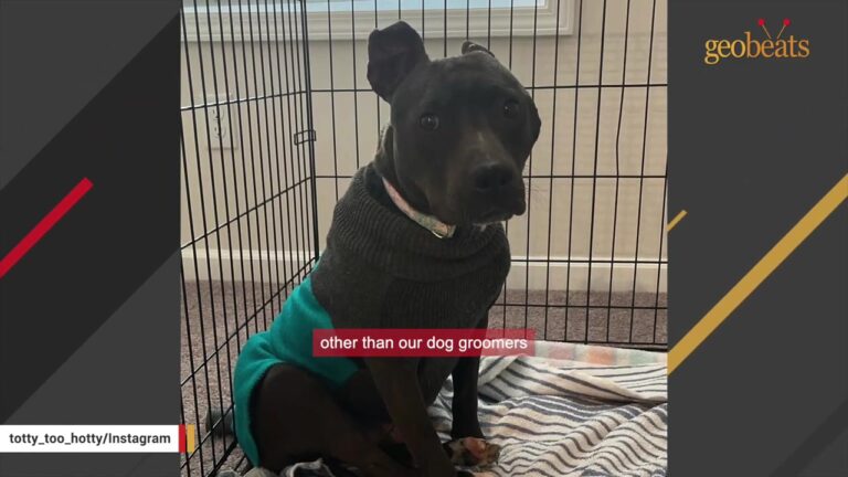 Terrified Ohio Stray Wandered Alone While Her Underweight Body Showed Signs Of Repeated Breeding