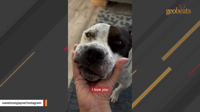 California Dog Was Four Days From Losing His Chance When Someone Saw What Others Missed