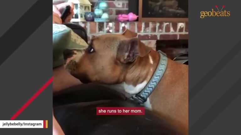 Every Time Arizona Foster Mom Tries To List Her Puppy, Something Bizarre Happens