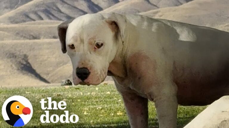 Timid Georgia Stray Dog Kept Watching A Family From The Woods, Then Did Something No One Expected
