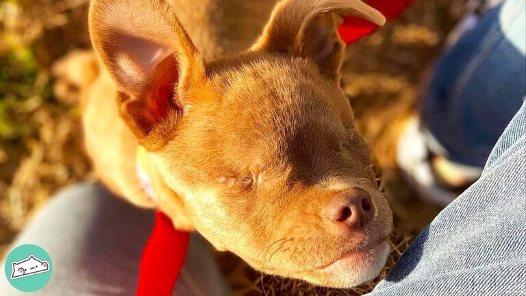 Texas Dog Couldn’t See After Losing Both Her Eyes, But One Detail Immediately Caught Attention