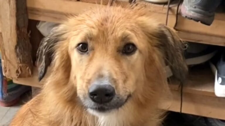 Terrified Street Dog Was Given Up Again, Then His New Washington Family Discovered Something About His Past