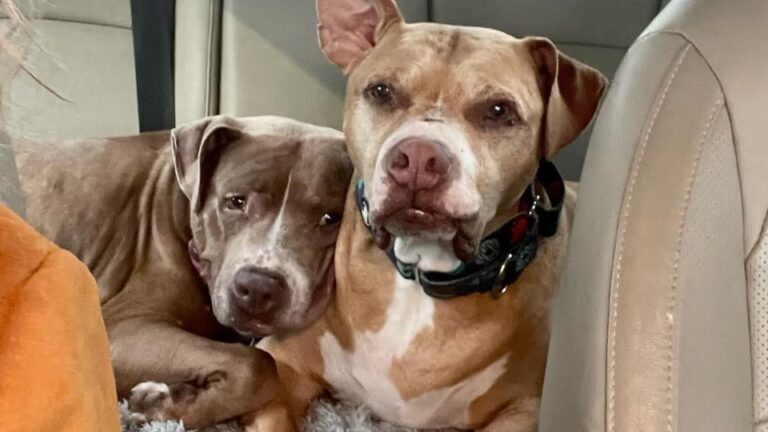 Grieving Dog Kept Waiting For His Sister To Go First Until His Pennsylvania Family Noticed Something About Their Bond
