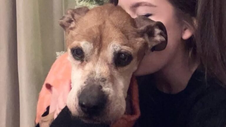 Pennsylvania Senior Dog Kept Waiting Beside A Burned-Down House, But One Detail About Her Loose Collar Made No Sense