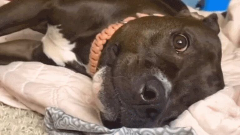 One Bark Put This Sweet Texas Dog On A Final Shelter List With Just 24 Hours Left