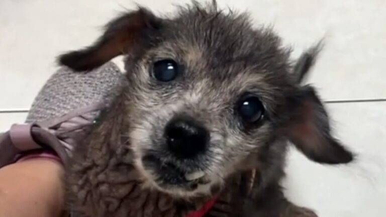 Heartbroken 16-Year-Old Dog Was Dumped At A Texas Shelter Nearly Hairless And Too Timid To Trust Anyone