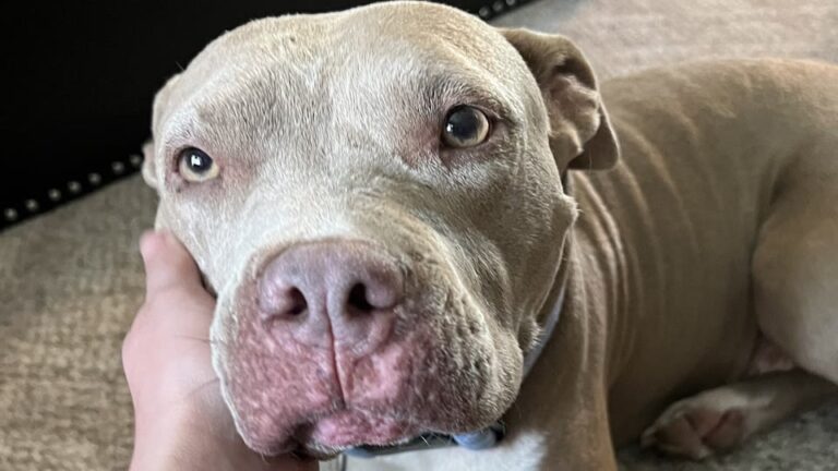 This Senior Dog Was Left Alone Beside A Wisconsin Road After A Lifetime On A Chain