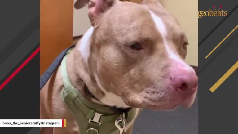 Pennsylvania Dog Panics When His Crate Comes Down, Afraid He Is Being Sent Away Again
