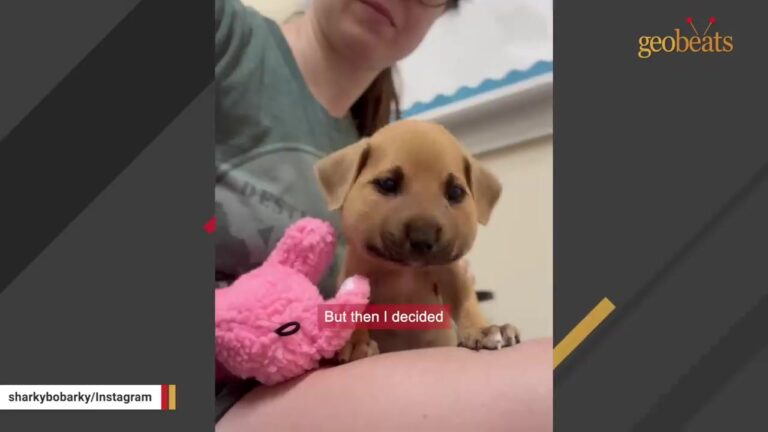 Nine North Carolina Puppies Were Left In A Front Yard, Then Their Foster Noticed Something Wrong With The Tiniest One