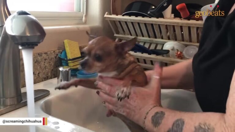 Tiny Dog Waited Nearly A Week Locked In A Cat Box Inside An Empty Foreclosed Ohio Home
