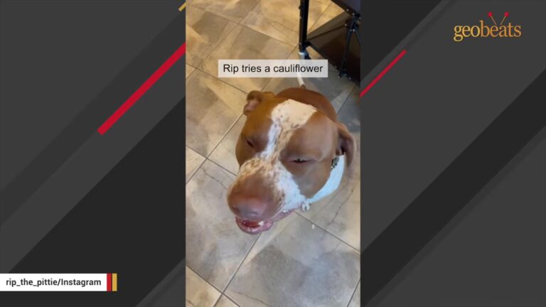 Texas Dog Kept Waiting Behind Shelter Doors For Four Months While The Person He Needed To Meet Stayed Away