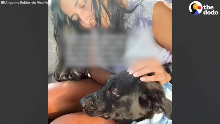 Terrified Stray Georgia Dog Wandered Alone With A Severe Eye Injury And No One To Help