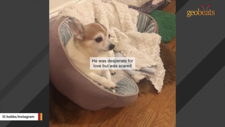 Senior Dog Found Struggling On New York Streets Got An Unbelievable Surprise At Fifteen