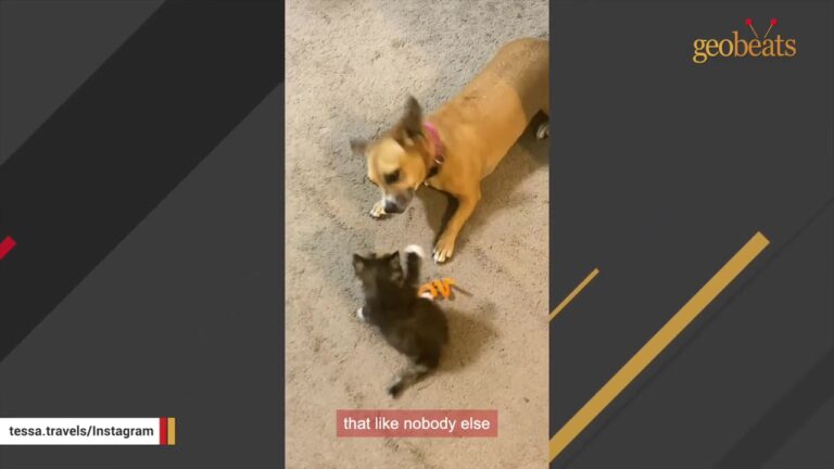 Florida Couple Hears Something Crying In The Brush During A Neighborhood Walk