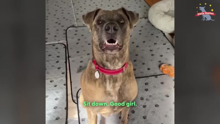 Hopeful Pregnant California Dog Stared Through A Shelter Gate As Her Family’s Story Took An Unexpected Turn