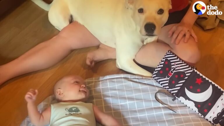 Ohio Dog Used To Being The Baby Of The Family Has A Hilarious Reaction To Losing His Throne