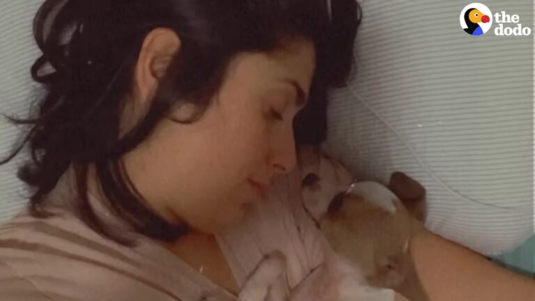 Terrified California Puppy Curled Up On The Road, So Small His Rescuer Couldn’t Tell What He Was