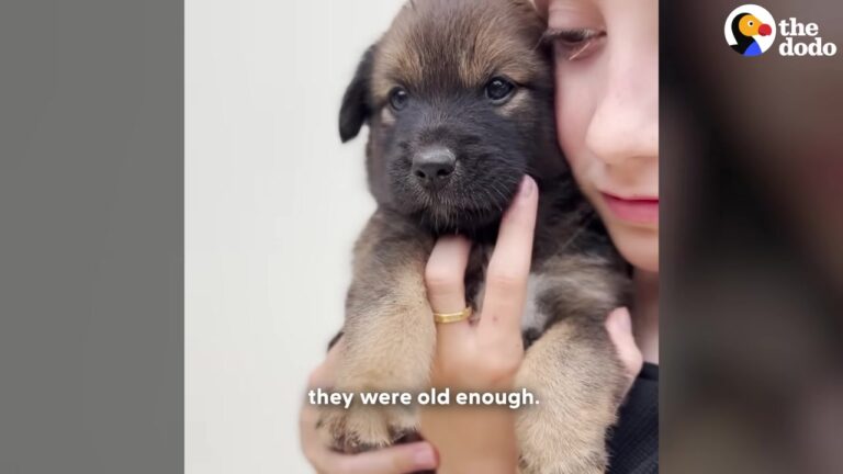 Massachusetts Dog Thrown Away With Her Babies Finds Hope When Local Children Refuse To Leave Her Side