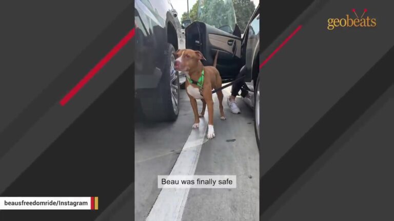 Arizona Dog Had Only 24 Hours Left In His Shelter Kennel When One Online Photo Set Something Remarkable In Motion