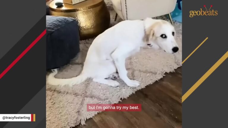 Florida Dog Was Given Away After Her Legs Stopped Working And She Couldn’t Stand