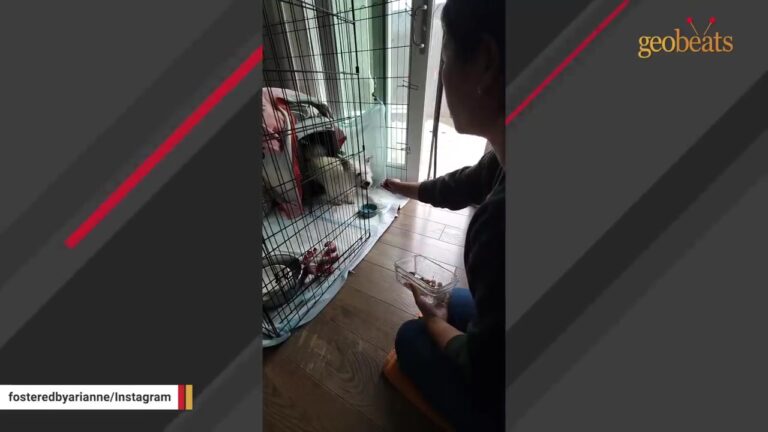California Dog Left Behind After A Hoarding Situation Trembled So Hard His Crate Vibrated