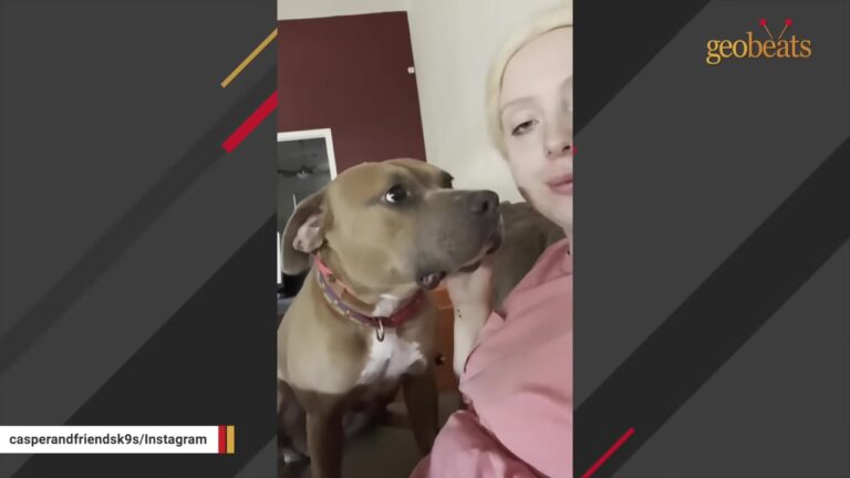 California Dog Is Blamed After Other Dogs Attack Her, Leaving Her With Just One Day