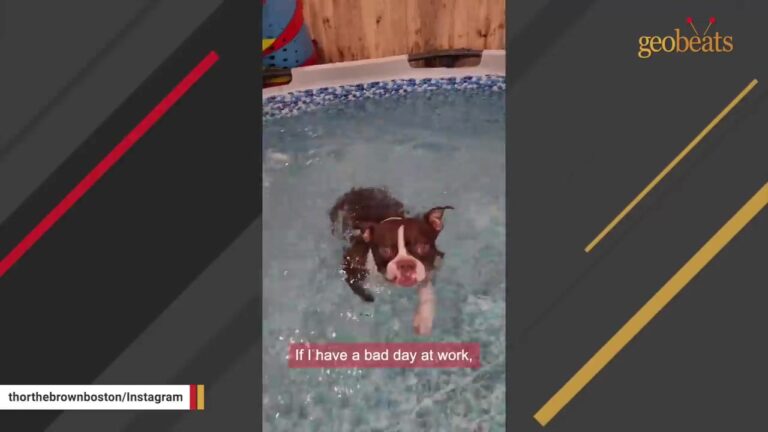 Family Sees Their Florida Dog Springboard Into A Pool And Makes A Wild Decision