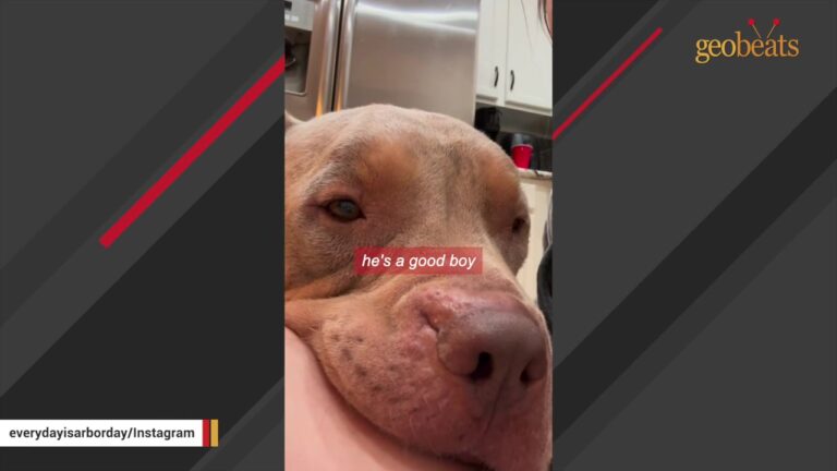California Dog From A Hoarding Situation Does Something Unexpected Whenever His Mom Struggles