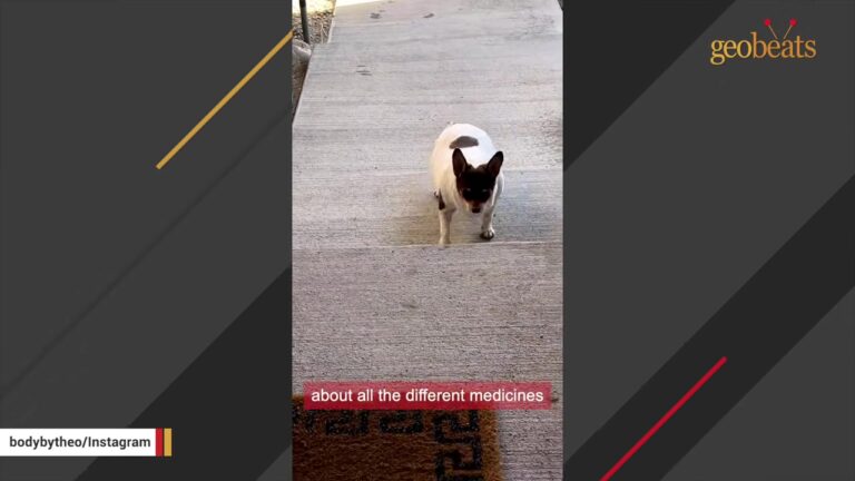 Overweight Texas Dog Sat On The Red List After His Owner Was Gone And His Life Changed