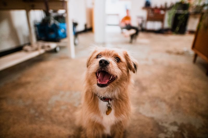 Indoor Play Centers Built For Zoomies