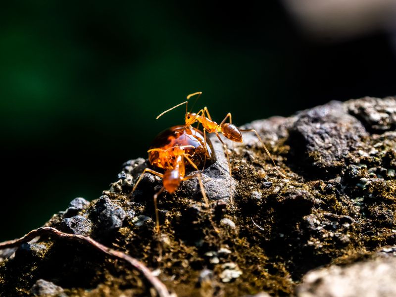 Fire Ants Can Turn a Curious Sniff Into a Painful Encounter