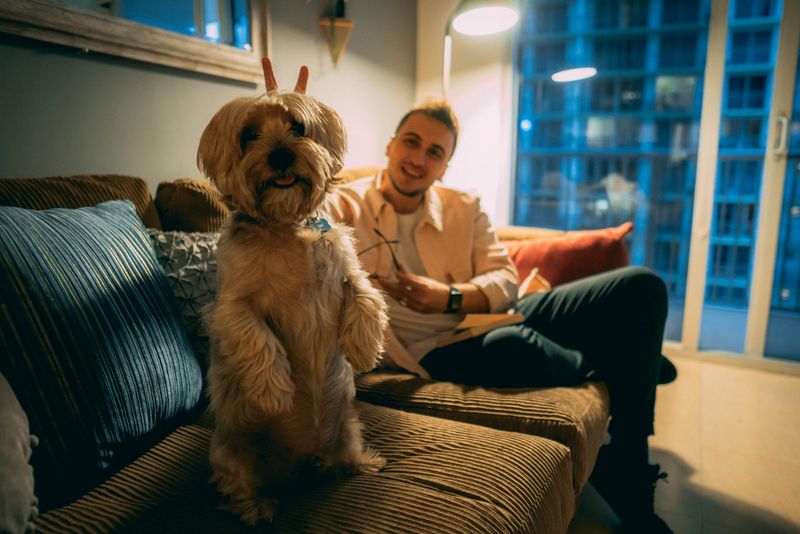 Havanese: The Neighborly Little Shadow