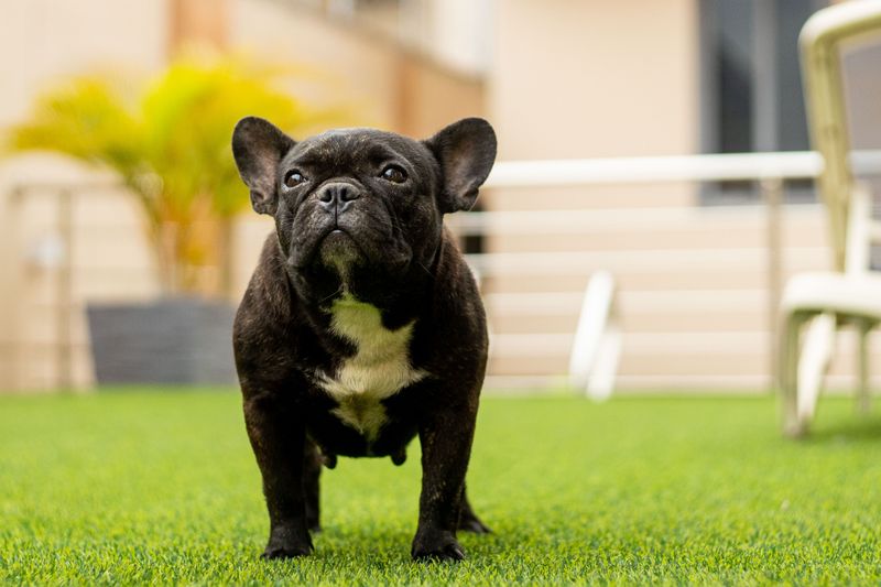 French Bulldog