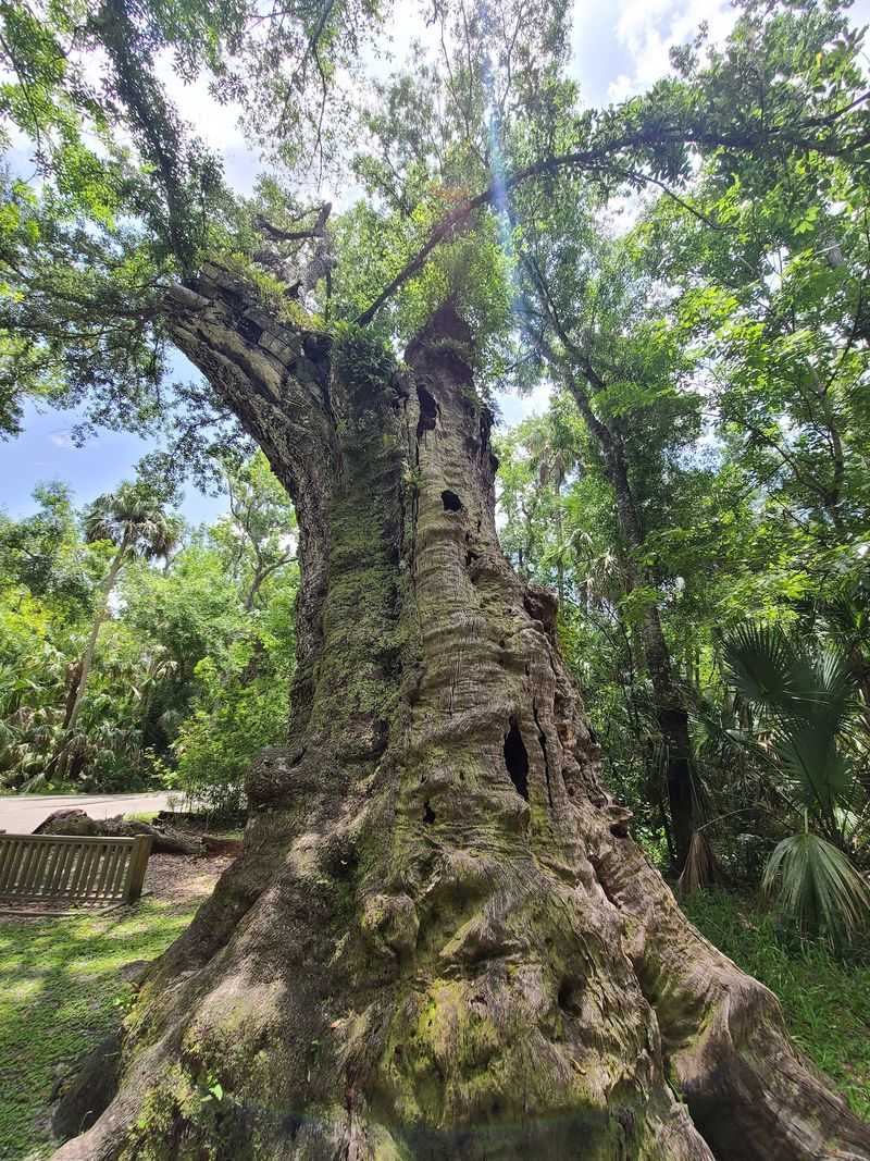 Ancient Oaks at Highlands Hammock State Park