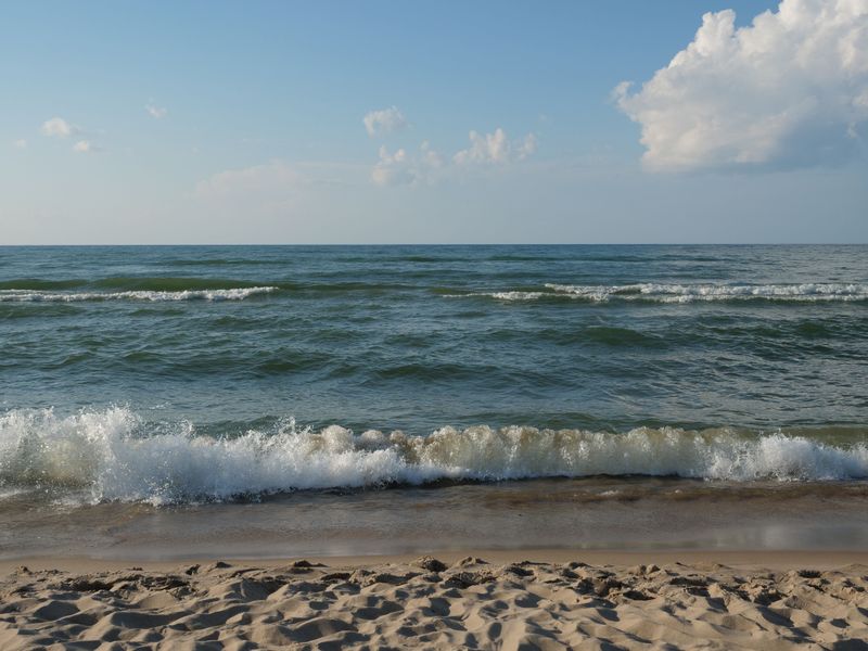 Rip Currents Can Pull Dogs Away From Shore
