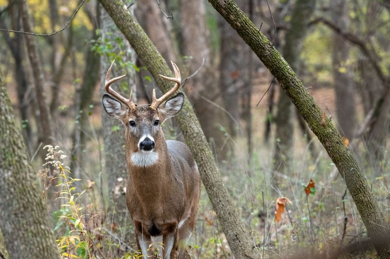 White-tailed Deer on Trail Edges