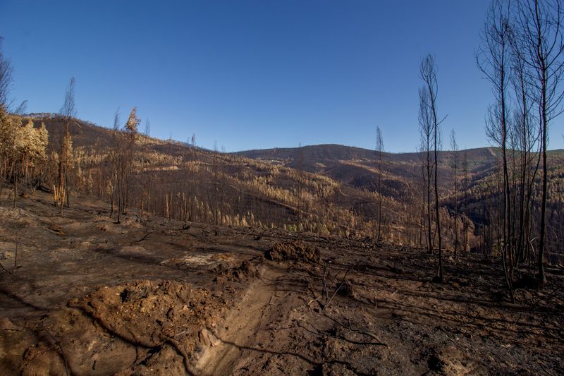 Watch For Loose Soil After a Fire
