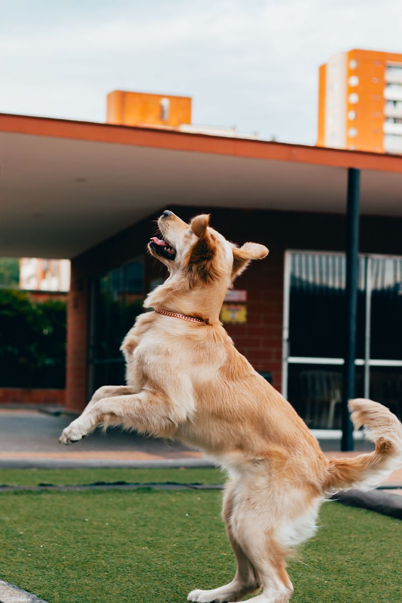 Does Your Florida Condo Allow Large Dogs?
