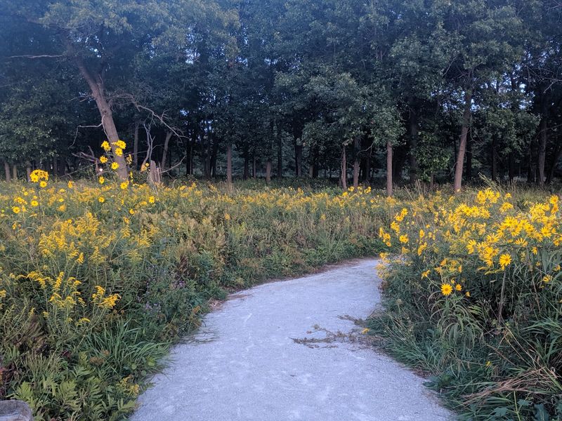 Hoosier Prairie Nature Preserve: Tall Grass Close to Town
