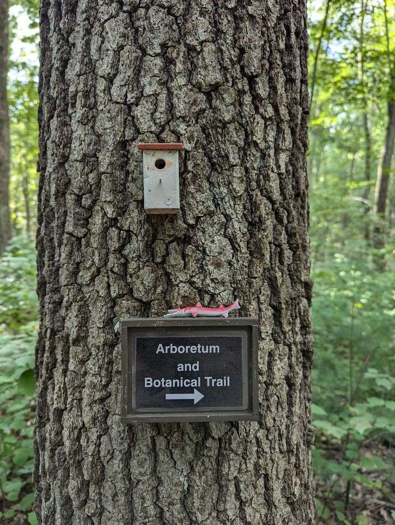 Needham Town Forest, Needham