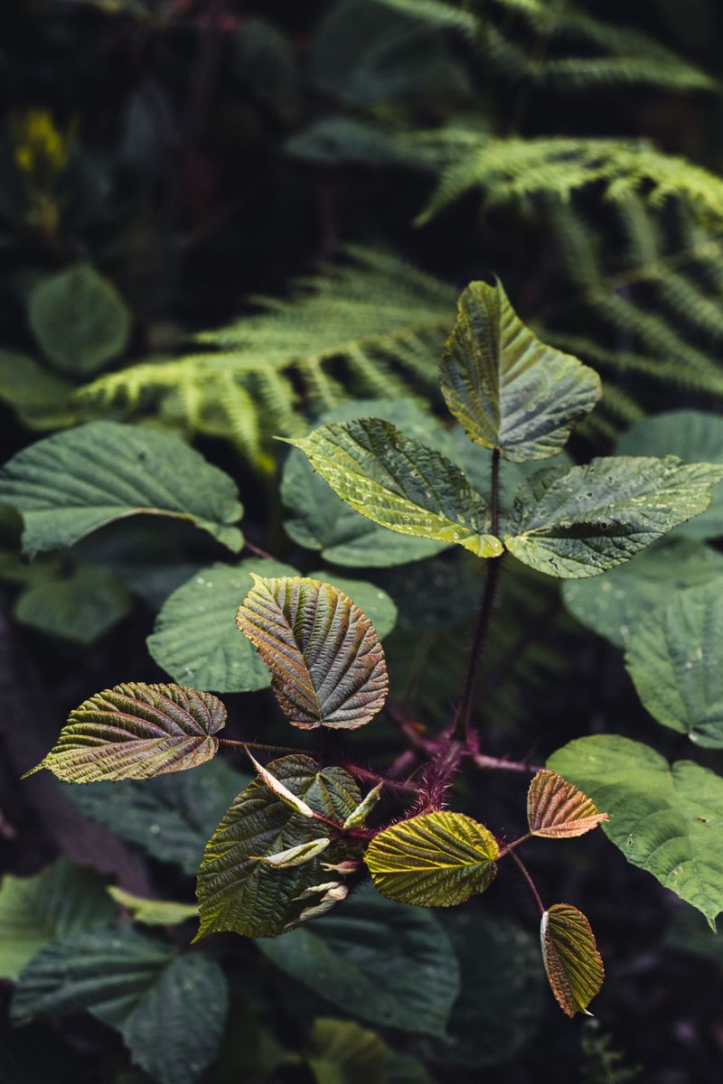 Poison Oak Can Turn a Quick Walk Into an Itchy Problem