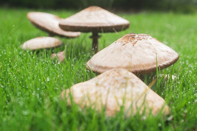 Why Rain Can Mean More Mushrooms