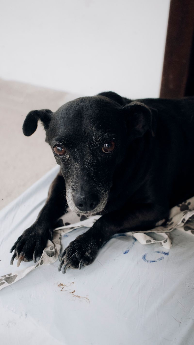 Mud-Covered Paw Towels